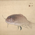 Japanese Hanging Scroll Kakejiku Vtg Sea Bream Tai Realistic Style Color KJ246-AD - Scroll-chidorivintage.com