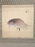 Japanese Hanging Scroll Kakejiku Vtg Sea Bream Tai Realistic Style Color KJ246-AD - Scroll-chidorivintage.com