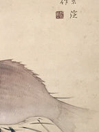 Japanese Hanging Scroll Kakejiku Vtg Sea Bream Tai Realistic Style Color KJ246-AD - Scroll-chidorivintage.com