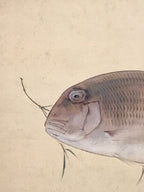 Japanese Hanging Scroll Kakejiku Vtg Sea Bream Tai Realistic Style Color KJ246-AD - Scroll-chidorivintage.com