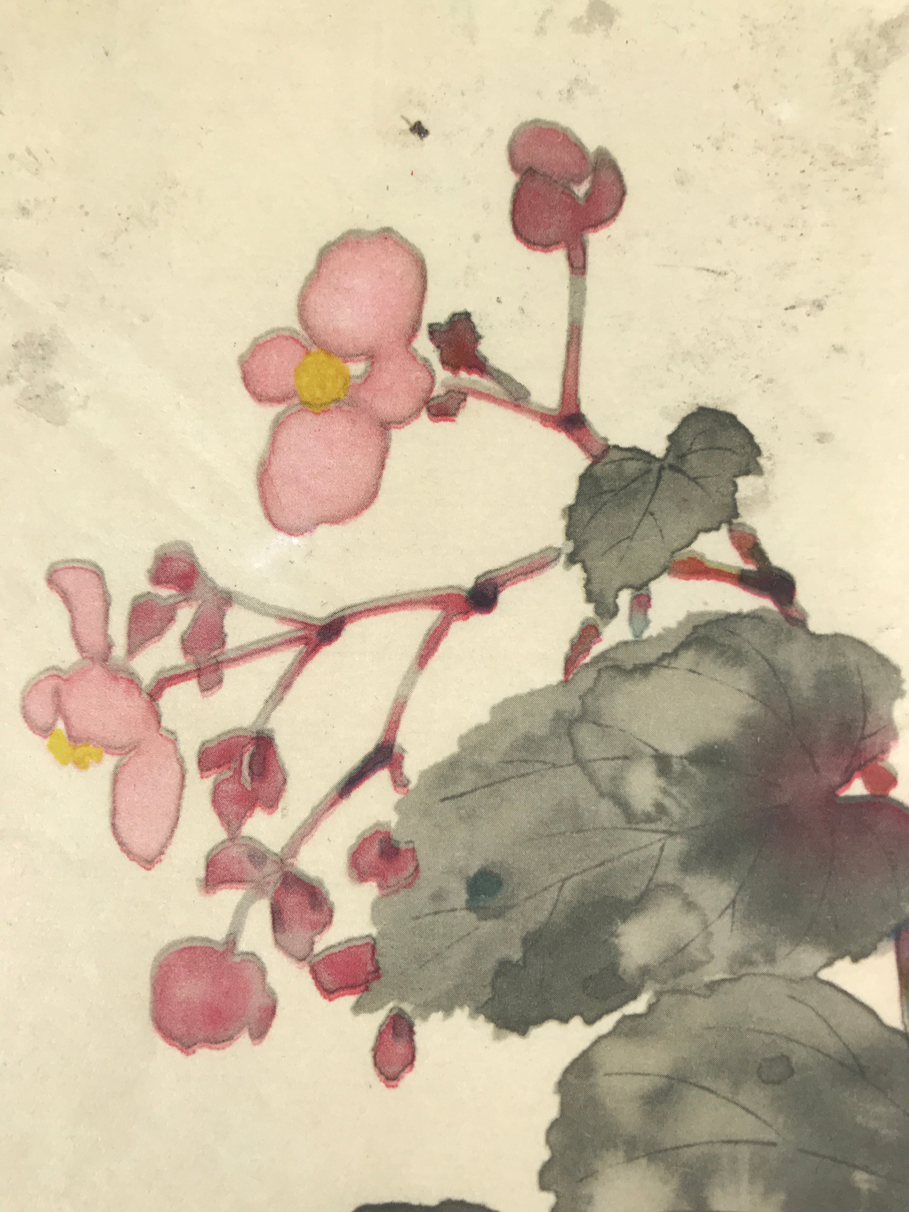 Japanese Art Print Reproduction Vtg Begonia Flowers Painting Paper P367