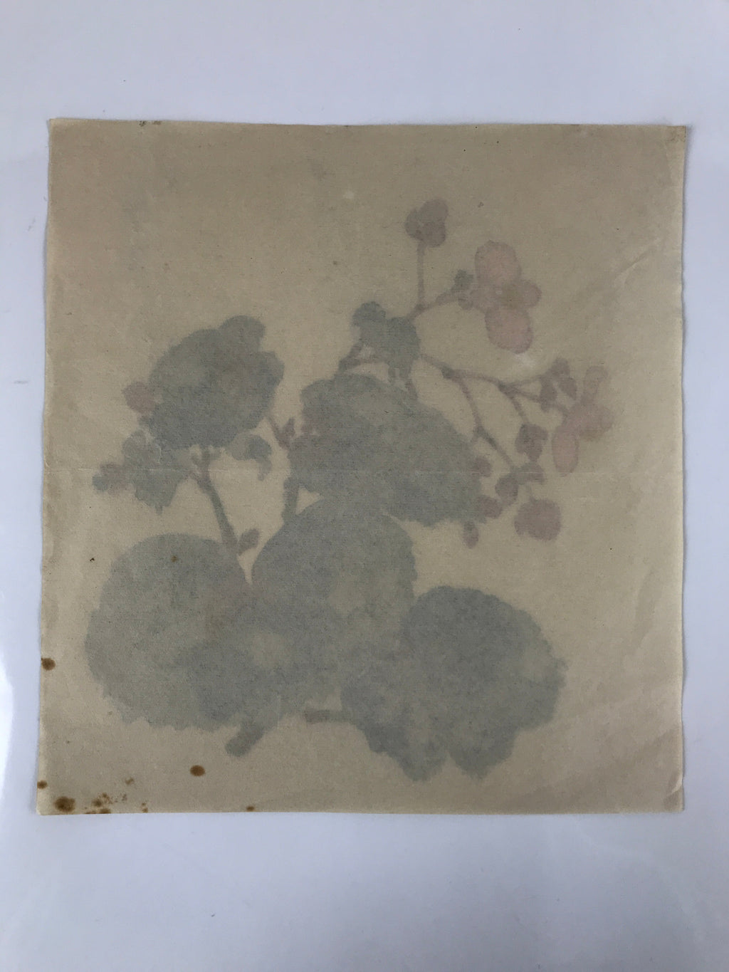 Japanese Art Print Reproduction Vtg Begonia Flowers Painting Paper P367