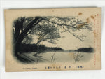 Japanese BW Postcard Owari Tsushima Cherry Blossom C1920 Showa Photography PC177