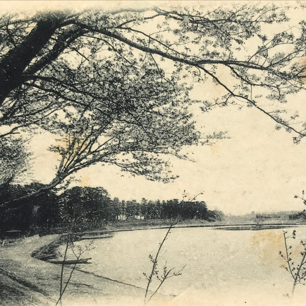 Japanese BW Postcard Owari Tsushima Cherry Blossom C1920 Showa Photography PC177