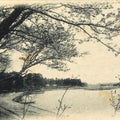 Japanese BW Postcard Owari Tsushima Cherry Blossom C1920 Showa Photography PC177