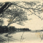 Japanese BW Postcard Owari Tsushima Cherry Blossom C1920 Showa Photography PC177