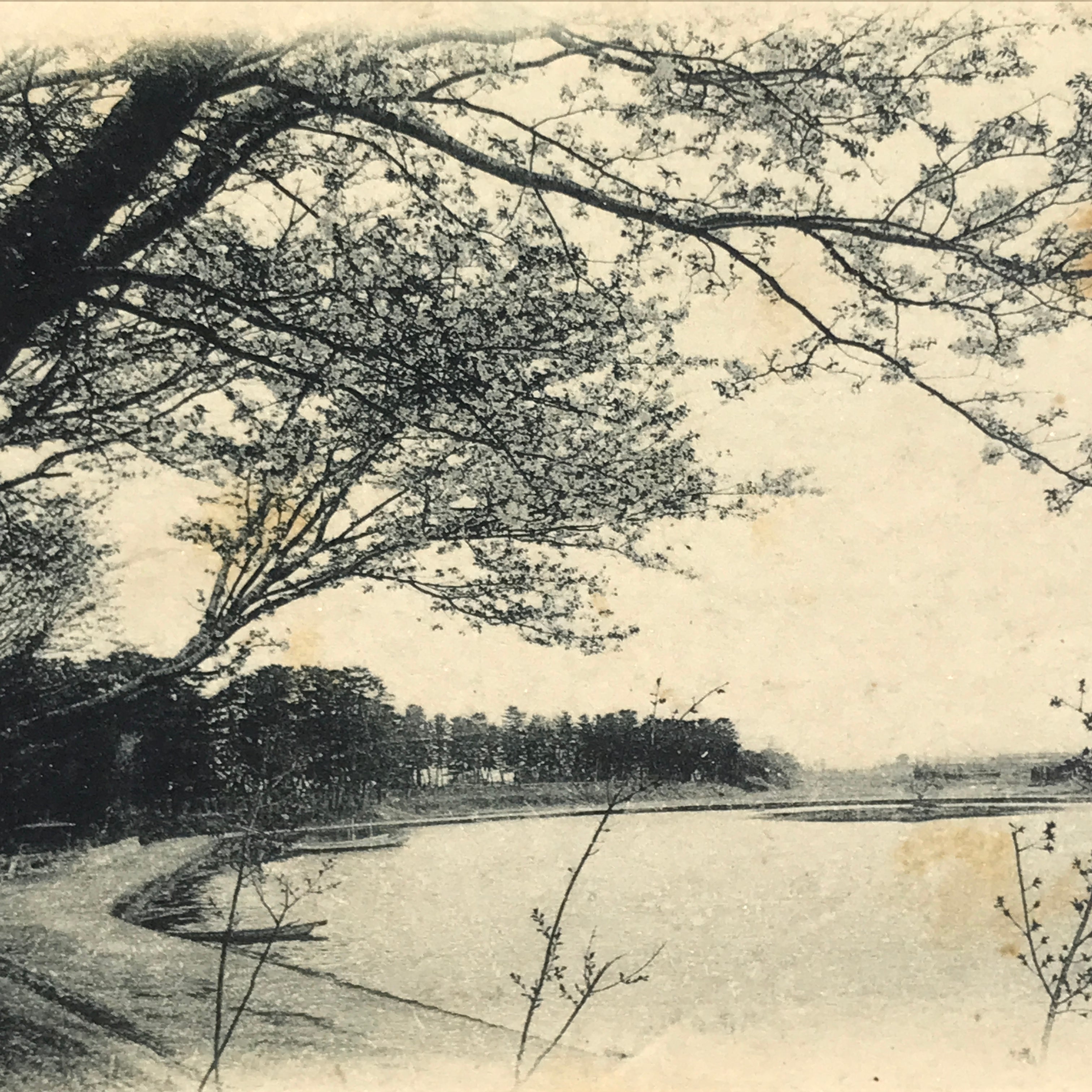 Japanese BW Postcard Owari Tsushima Cherry Blossom C1920 Showa Photography PC177