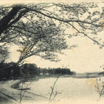Japanese BW Postcard Owari Tsushima Cherry Blossom C1920 Showa Photography PC177