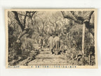 Japanese BW Postcard Tokyo Plum Tree Garden C1920 Taisho Photography PC203