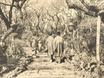 Japanese BW Postcard Tokyo Plum Tree Garden C1920 Taisho Photography PC203