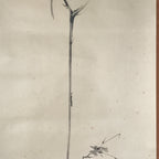 Japanese Boxed Hanging Scroll Vtg Bird Singing Old Tree Miyamoto Musashi KJ33