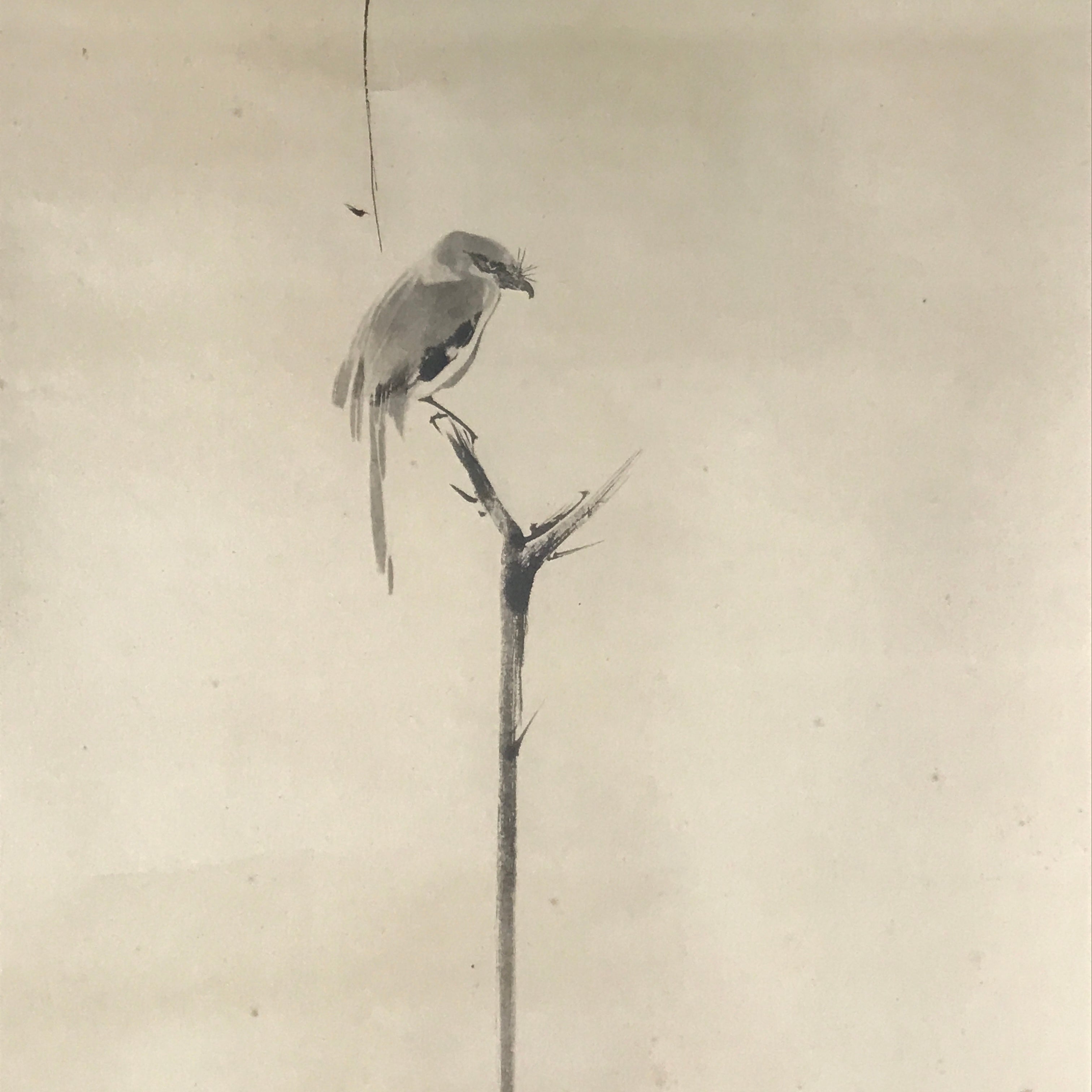 Japanese Boxed Hanging Scroll Vtg Bird Singing Old Tree Miyamoto Musashi KJ33