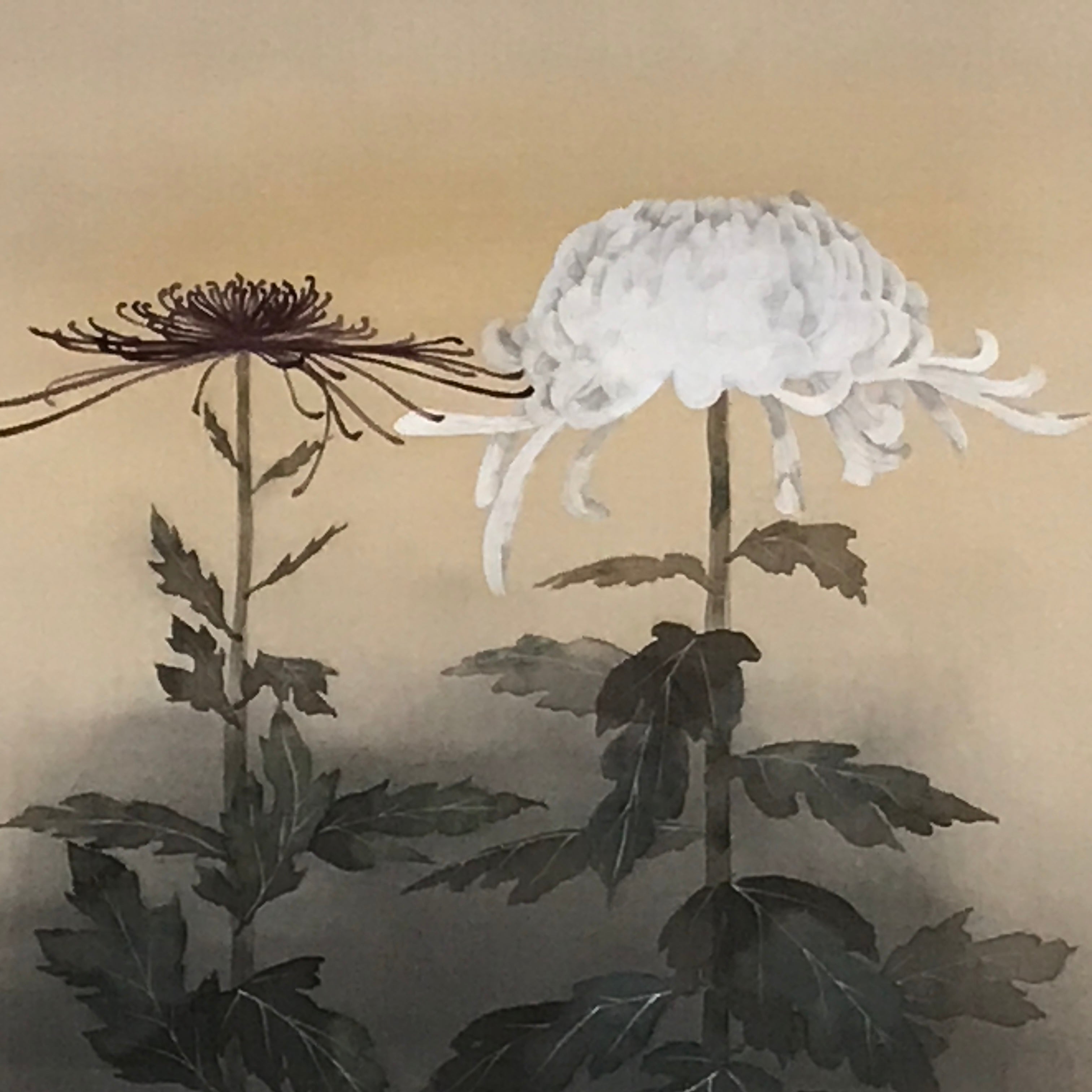 Japanese Boxed Hanging Scroll Vtg Chrysanthemum Kakejiku Chagake SC969
