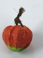 Japanese Clay Bell Dorei Chinese Lantern Plant Tsuchi-Suzu Hozuki Orange DR616