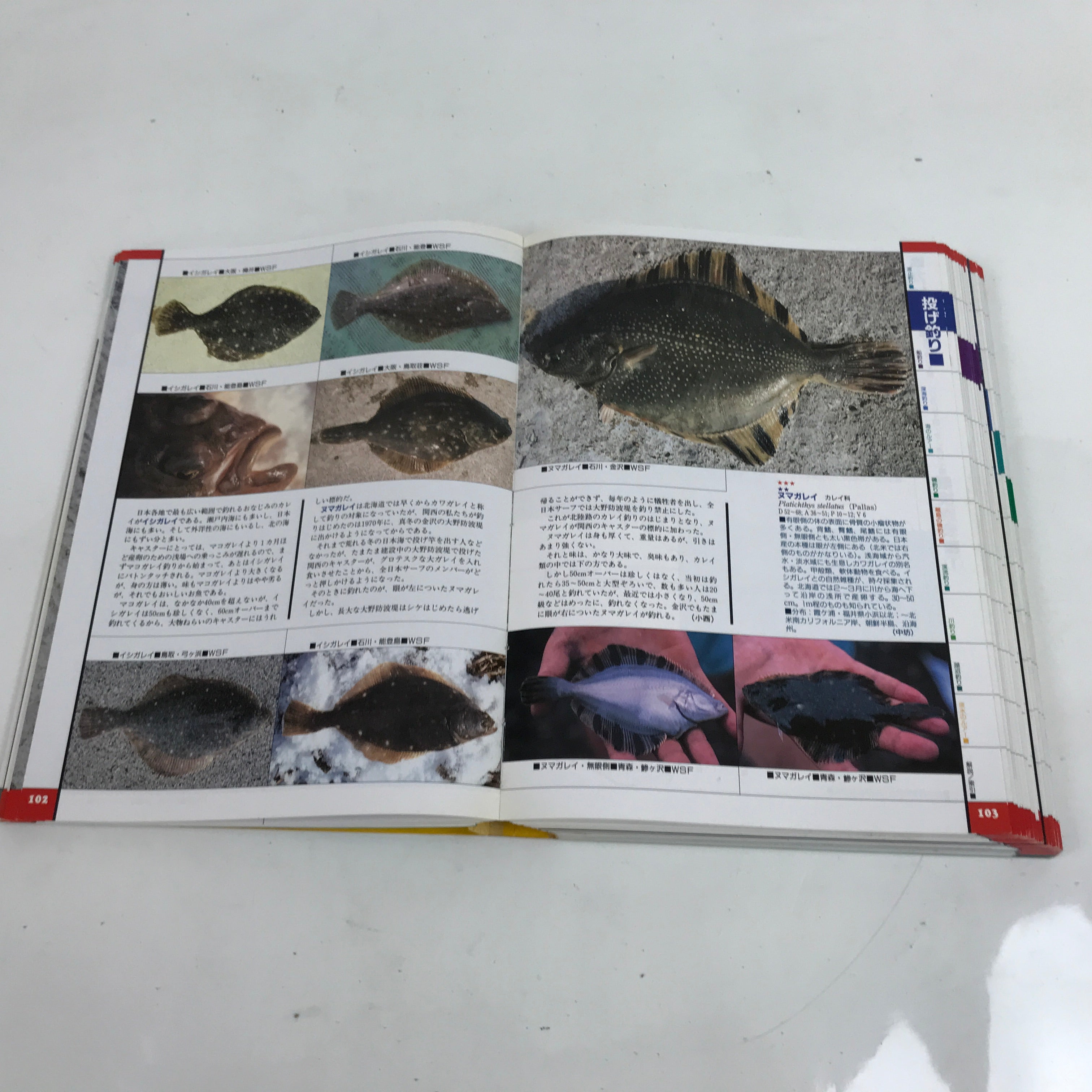 Japanese Fish New Color Guide Book For Sportfishermen 1995 Encyclopedia HN12