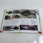 Japanese Fish New Color Guide Book For Sportfishermen 1995 Encyclopedia HN12