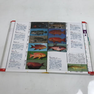 Japanese Fish New Color Guide Book For Sportfishermen 1995 Encyclopedia HN12