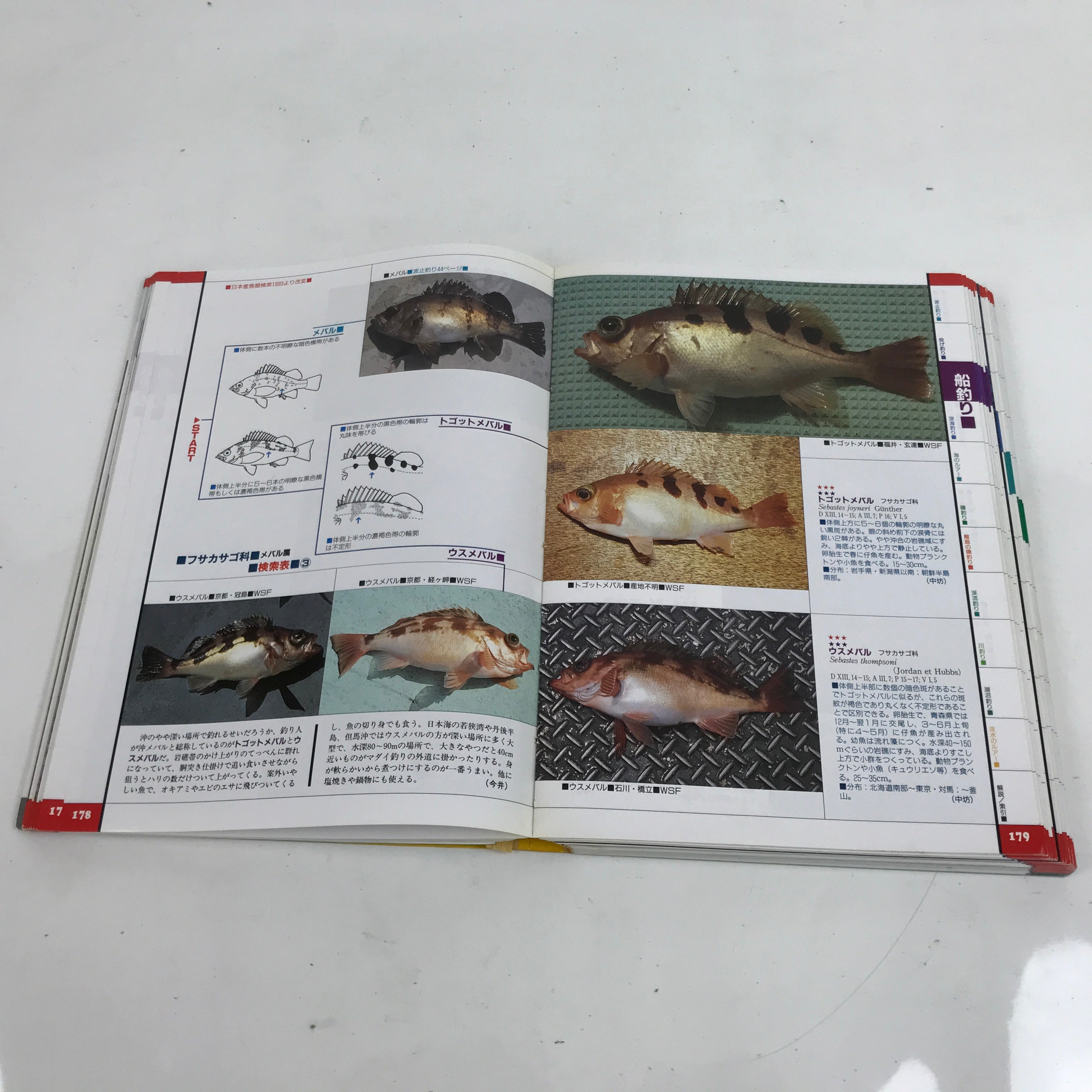 Japanese Fish New Color Guide Book For Sportfishermen 1995 Encyclopedia HN12