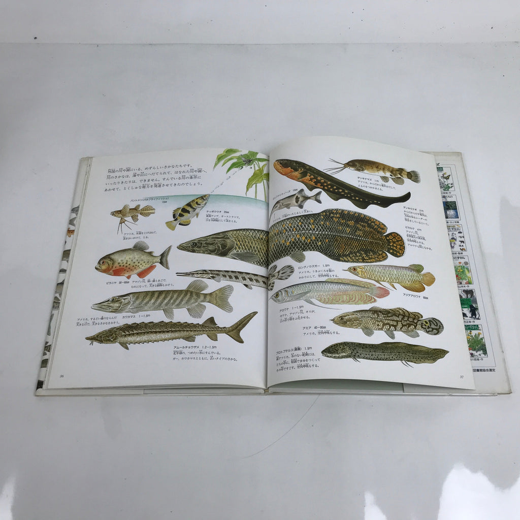 Japanese Fish Of The River Illustrated Book C1990 Full Color Kids Encyclopedia H