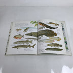 Japanese Fish Of The River Illustrated Book C1990 Full Color Kids Encyclopedia H