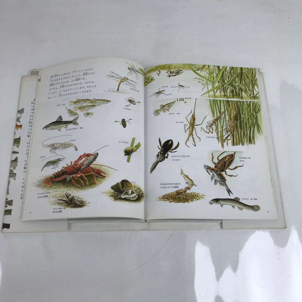 Japanese Fish Of The River Illustrated Book C1990 Full Color Kids Encyclopedia H