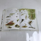 Japanese Fish Of The River Illustrated Book C1990 Full Color Kids Encyclopedia H