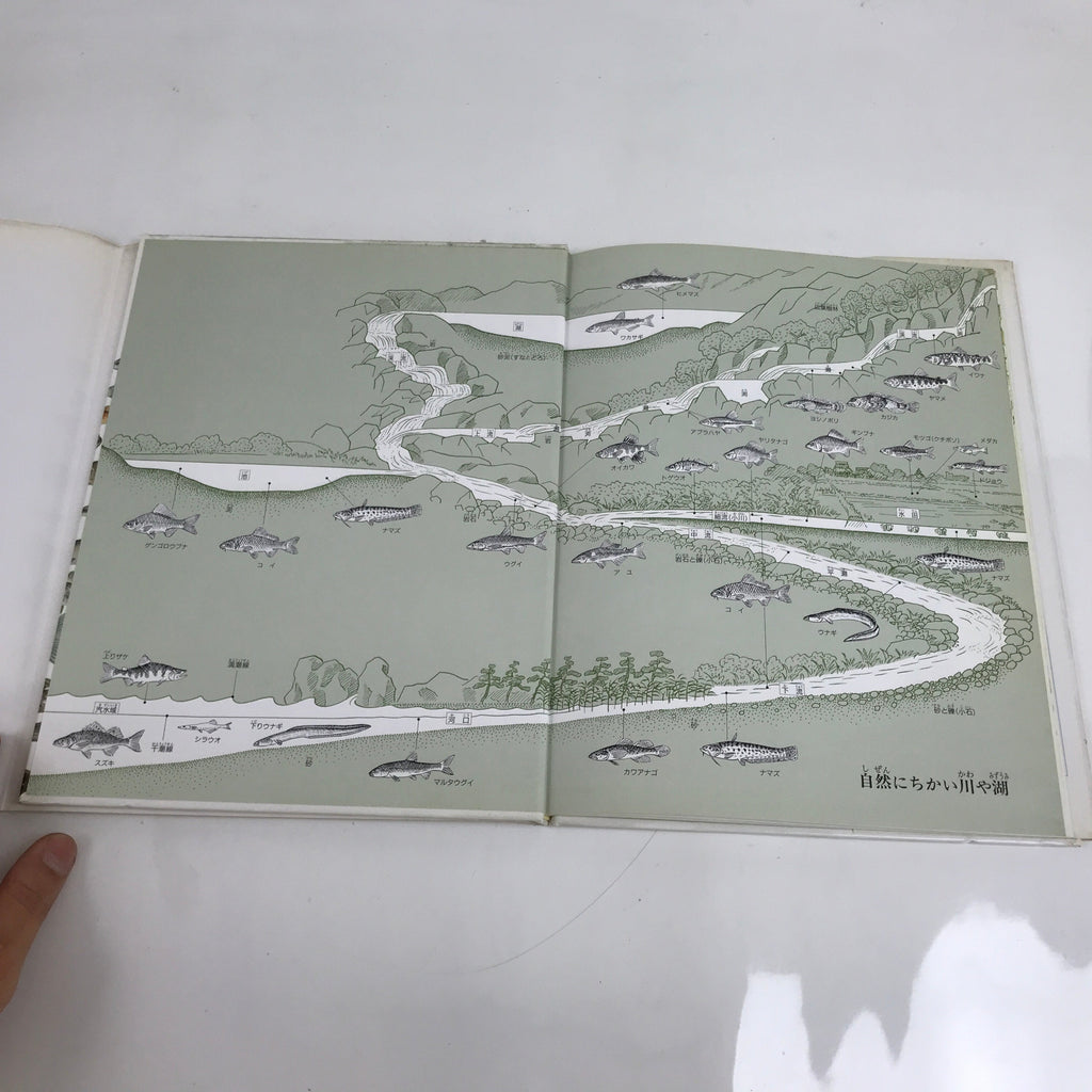 Japanese Fish Of The River Illustrated Book C1990 Full Color Kids Encyclopedia H