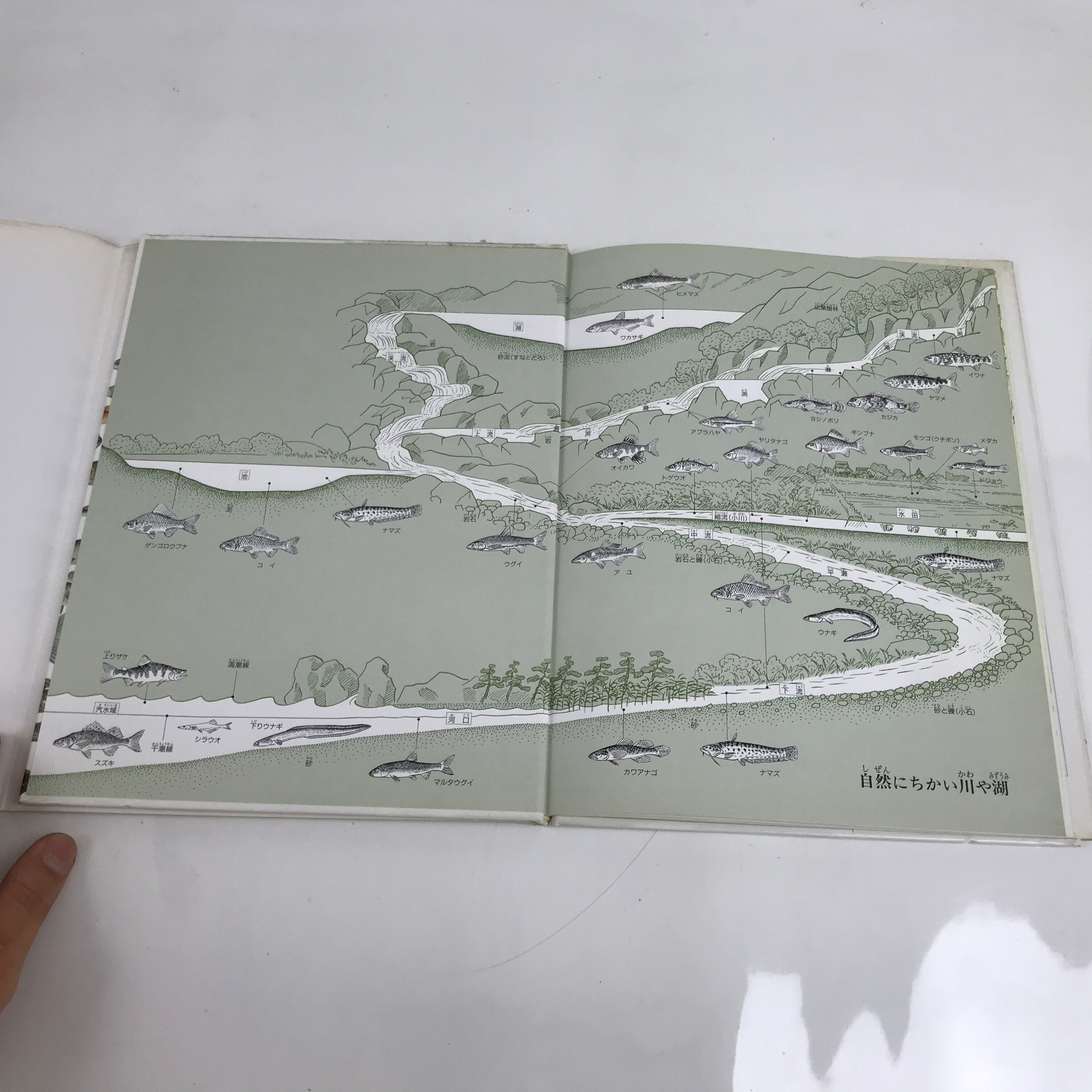 Japanese Fish Of The River Illustrated Book C1990 Full Color Kids Encyclopedia H