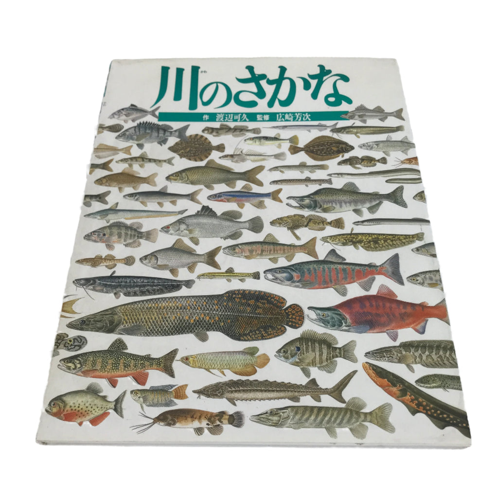 Japanese Fish Of The River Illustrated Book C1990 Full Color Kids Encyclopedia H