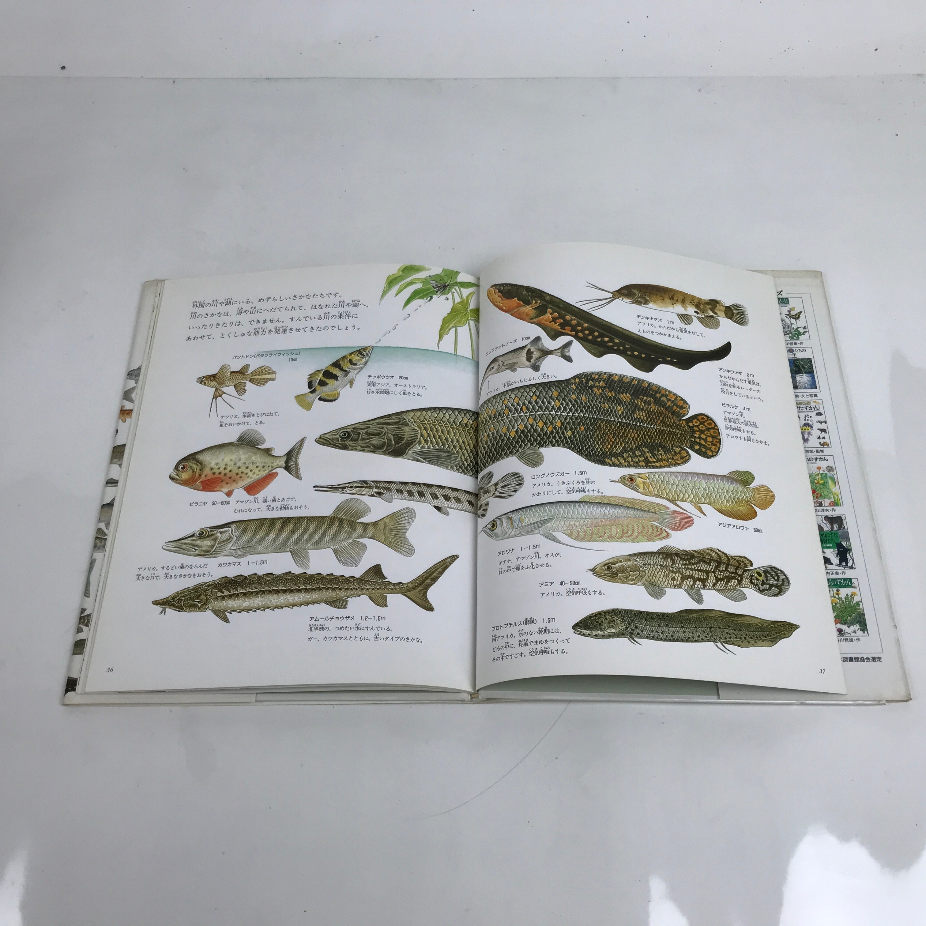 Japanese Fish Of The River Illustrated Book C1990 Kids Encyclopedia HN4