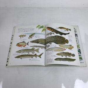 Japanese Fish Of The River Illustrated Book C1990 Kids Encyclopedia HN4