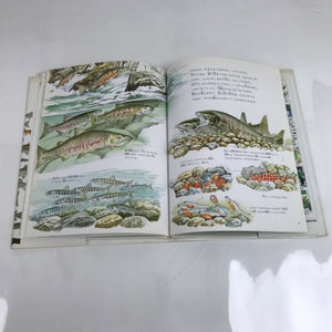 Japanese Fish Of The River Illustrated Book C1990 Kids Encyclopedia HN4