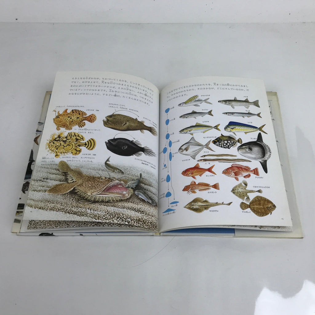 Japanese Fish Of The Sea Illustrated Book C1990 Full Color Kids Encyclopedia HN3