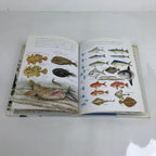Japanese Fish Of The Sea Illustrated Book C1990 Full Color Kids Encyclopedia HN3