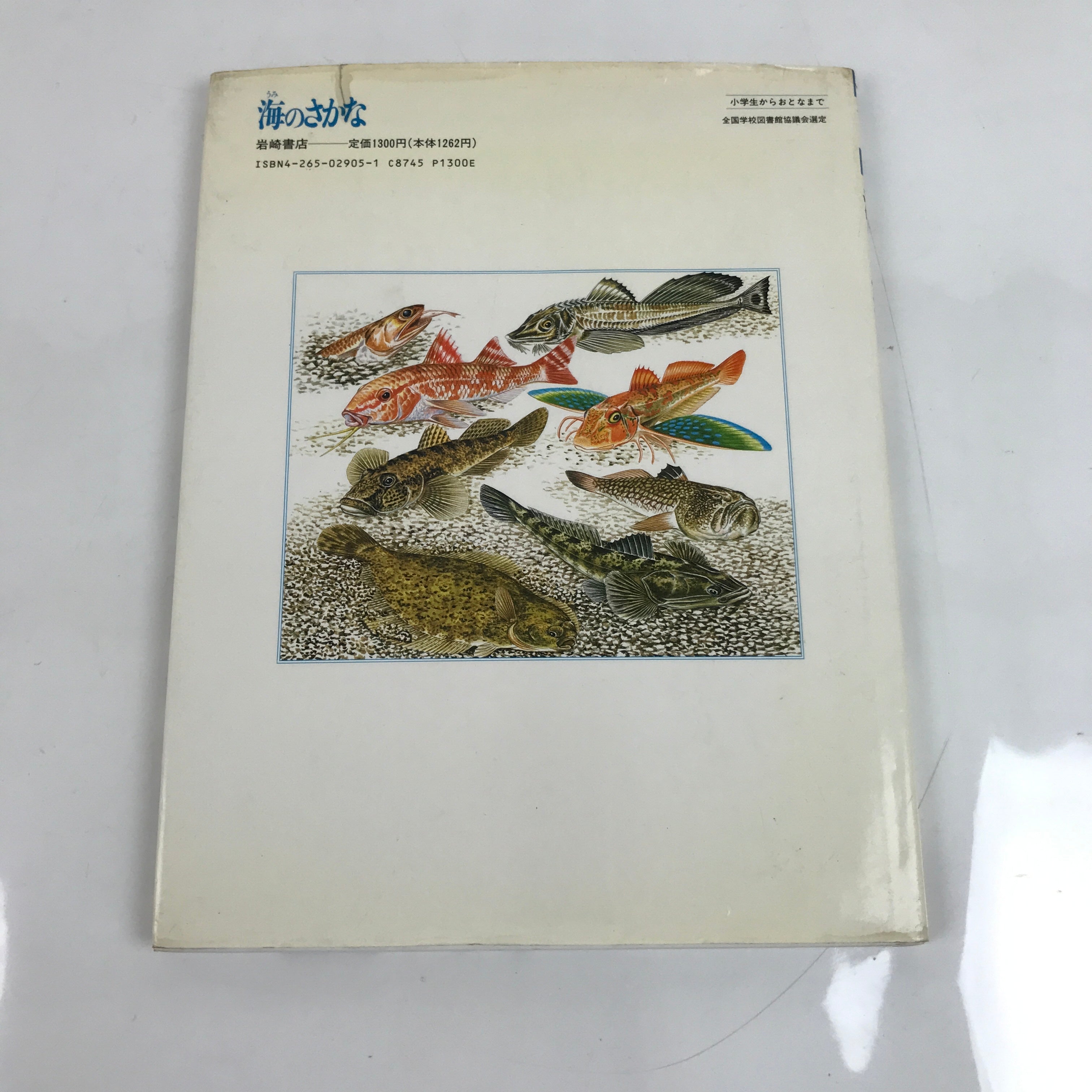 Japanese Fish Of The Sea Illustrated Book C1990 Full Color Kids Encyclopedia HN3