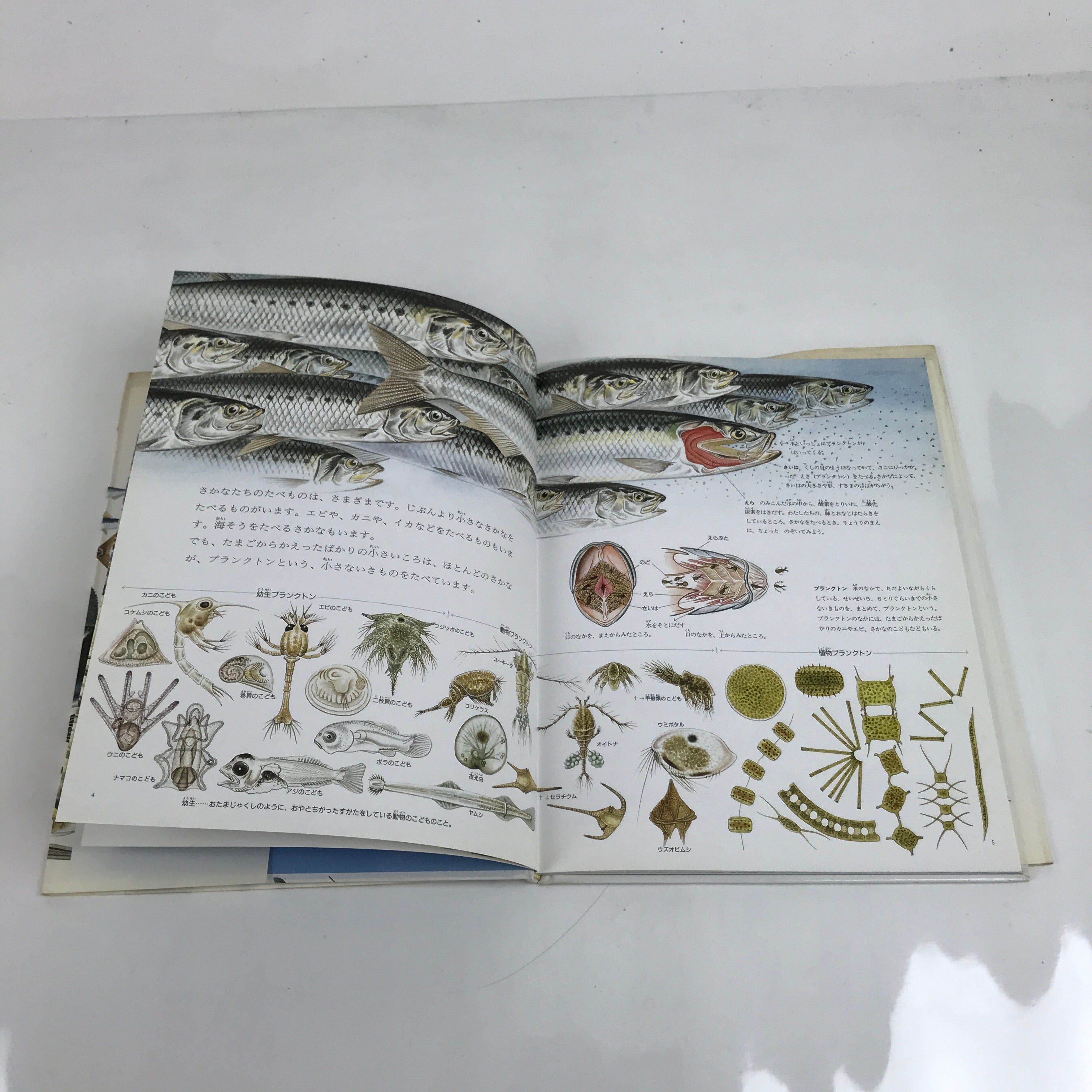 Japanese Fish Of The Sea Illustrated Book C1990 Full Color Kids Encyclopedia HN3