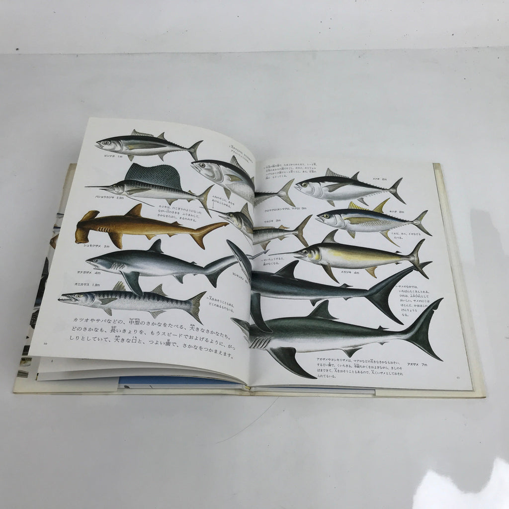 Japanese Fish Of The Sea Illustrated Book C1990 Full Color Kids Encyclopedia HN3