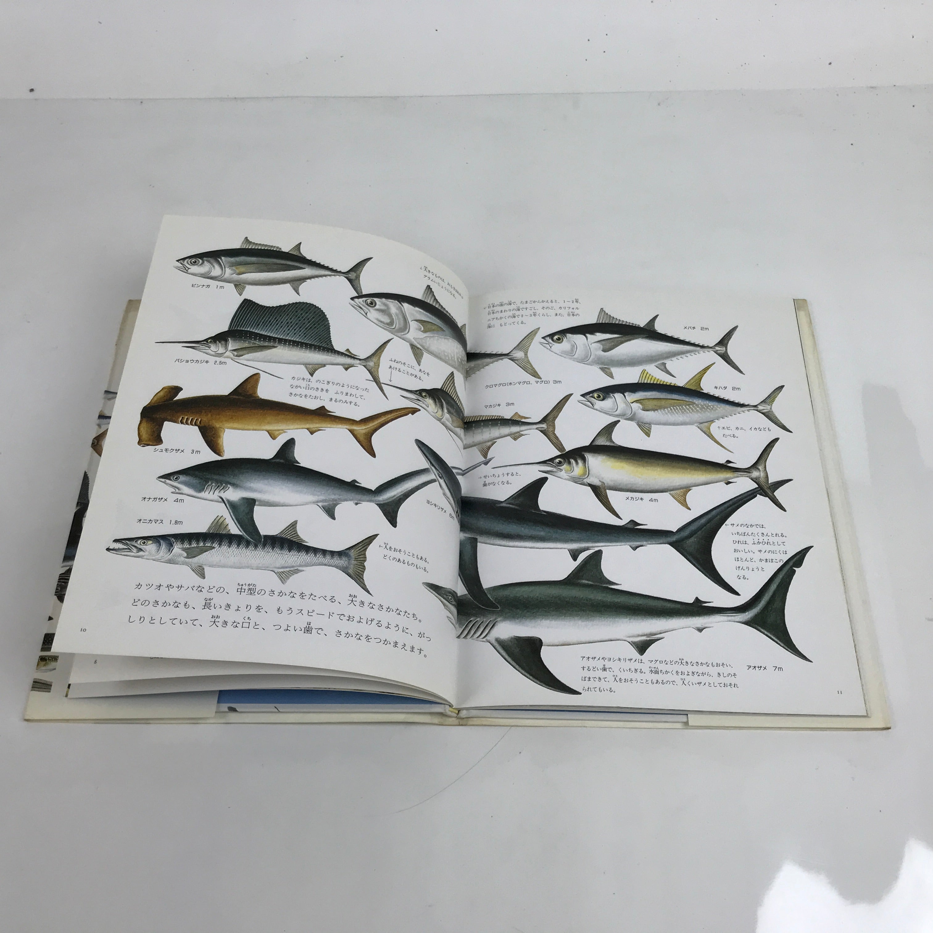 Japanese Fish Of The Sea Illustrated Book C1990 Full Color Kids Encyclopedia HN3