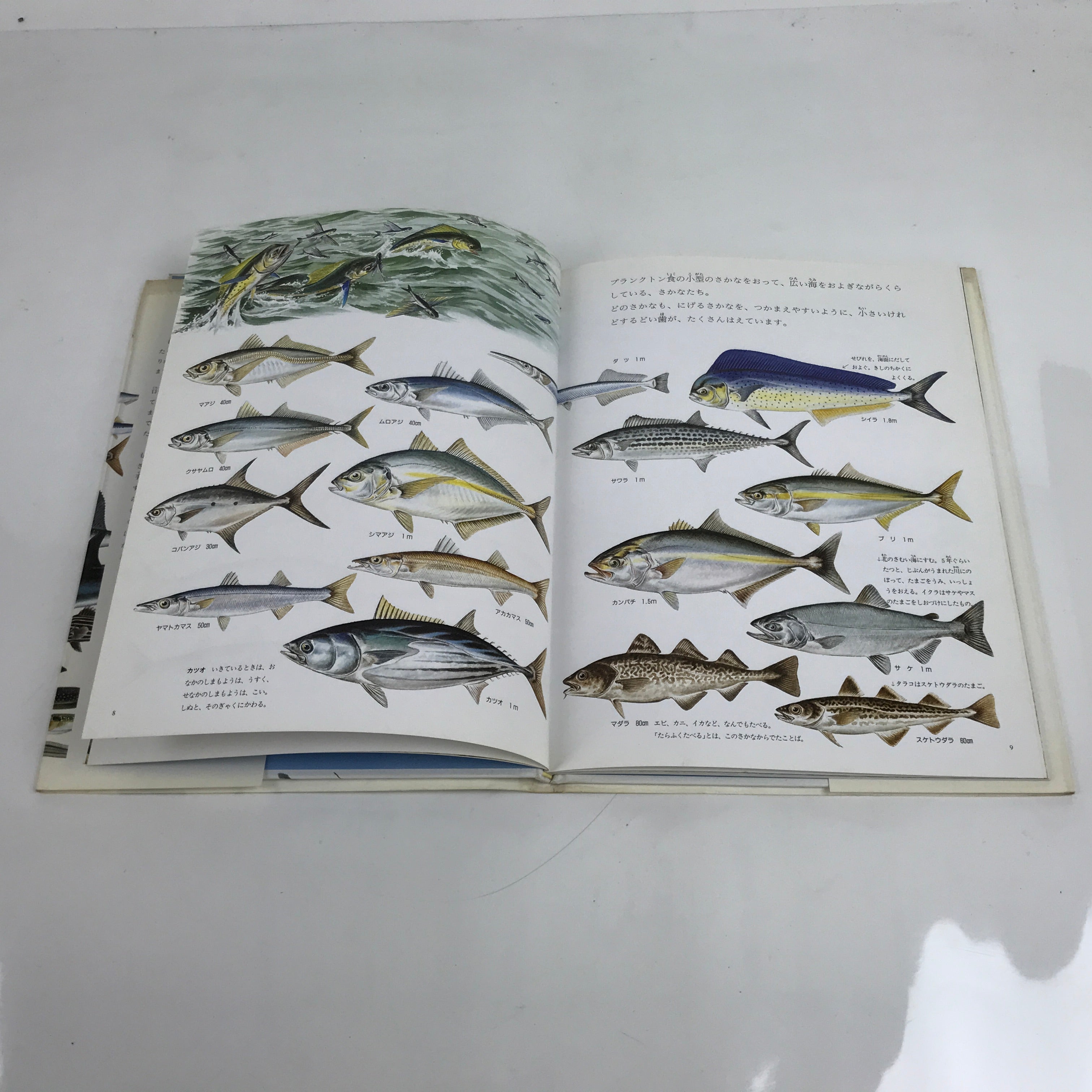 Japanese Fish Of The Sea Illustrated Book C1990 Full Color Kids Encyclopedia HN3