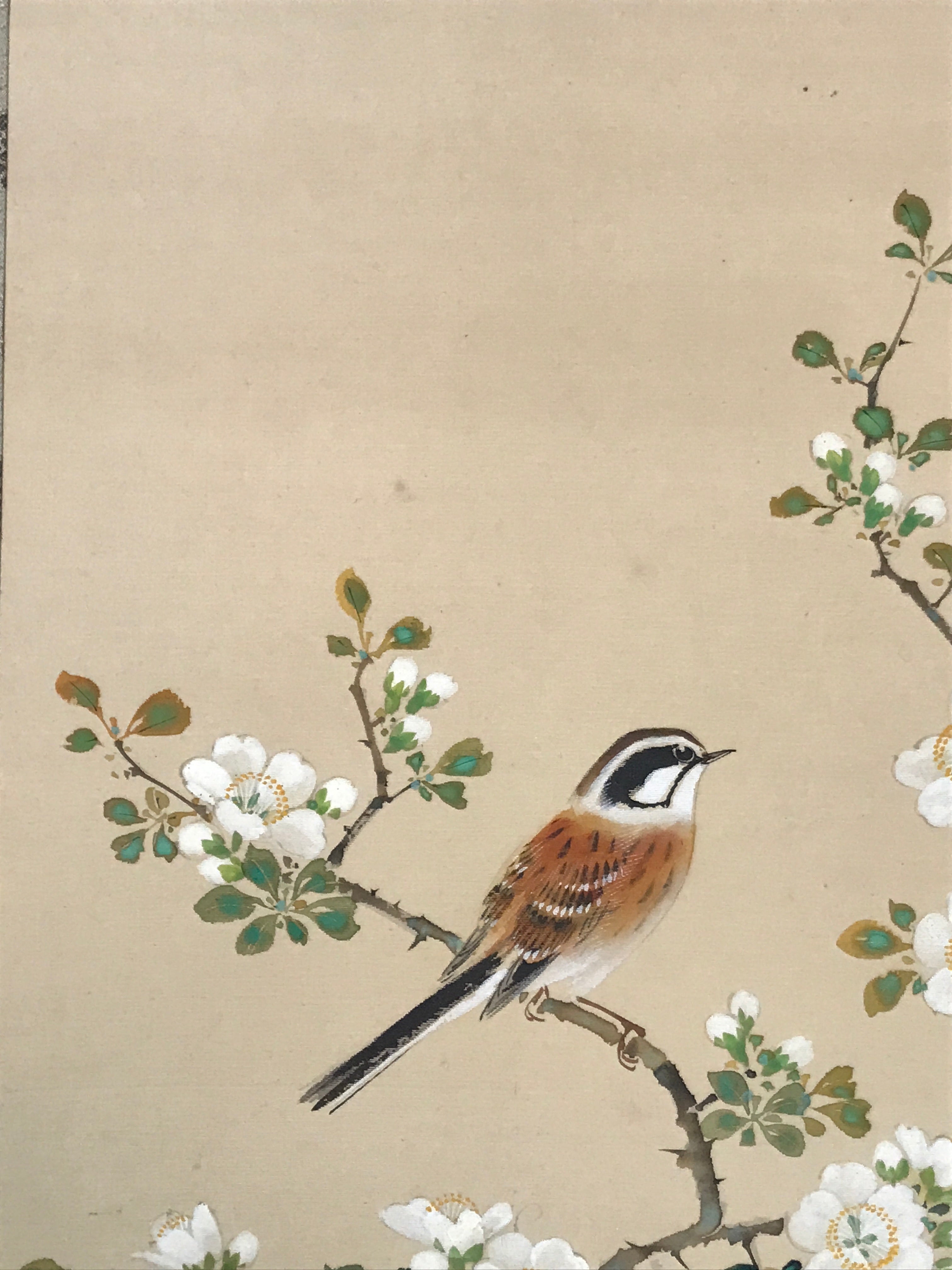 Japanese Hanging Scroll Kakejiku Vtg Hawthorn Flowers Sparrow Bird Color KJ79