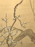 Japanese Hanging Scroll Kakejiku Vtg Plum Blossom Sparrow Bird Color Ink KJ97