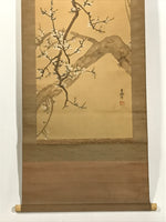 Japanese Hanging Scroll Kakejiku Vtg Plum Blossom Sparrow Bird Color Ink KJ97