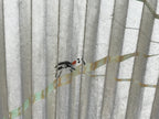 Japanese Paper Folding Fan Sensu Vtg Bamboo Frame Silver Firefly Leaves 4D933
