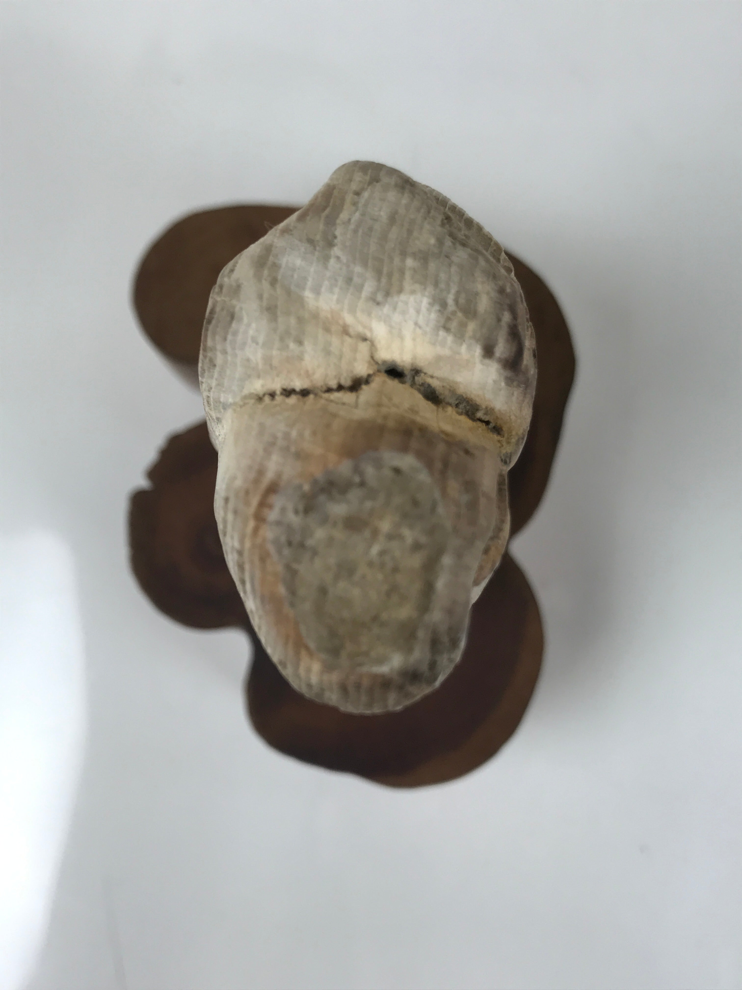 Japanese Petrified Wood Viewing Stone Vtg Zen Buddhist Suiseki Statue JK849