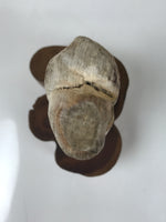 Japanese Petrified Wood Viewing Stone Vtg Zen Buddhist Suiseki Statue JK849