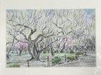 Japanese Plum Blossoms In Park Scene Pastel Drawing Original Art Unsigned FL302