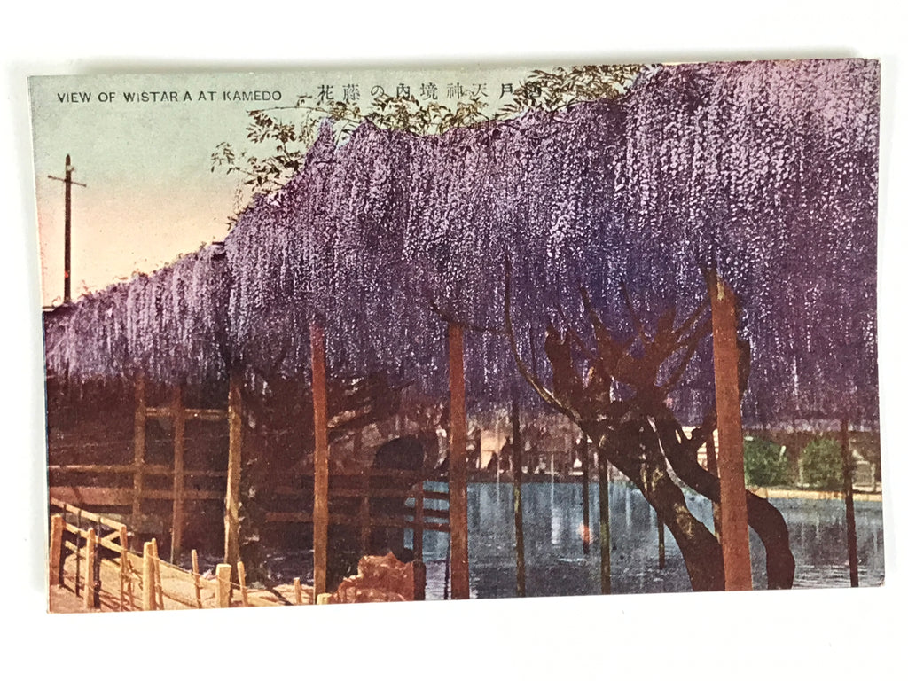 Japanese Postcard Kameido Tenjin Wisteria C1930 Showa Color Photography PC185