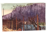 Japanese Postcard Kameido Tenjin Wisteria C1930 Showa Color Photography PC185