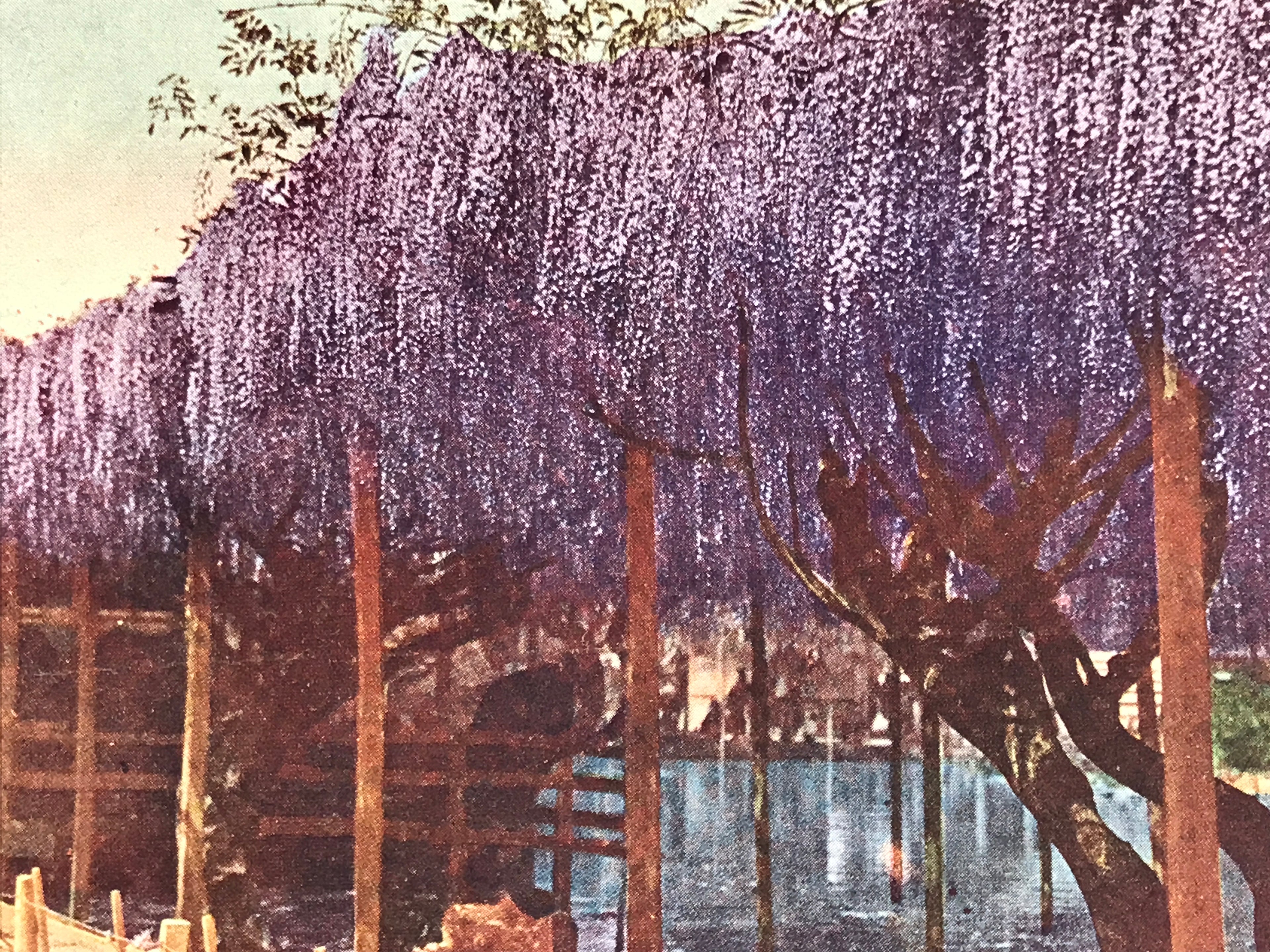 Japanese Postcard Kameido Tenjin Wisteria C1930 Showa Color Photography PC185
