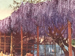 Japanese Postcard Kameido Tenjin Wisteria C1930 Showa Color Photography PC185